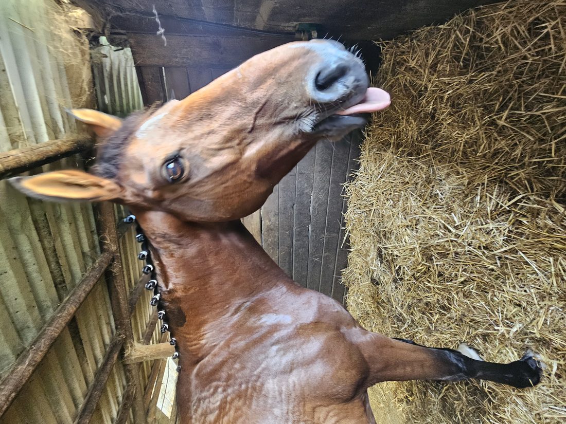 Un cheval des Écuries de Soule